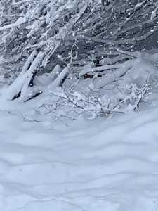 IMG 2715